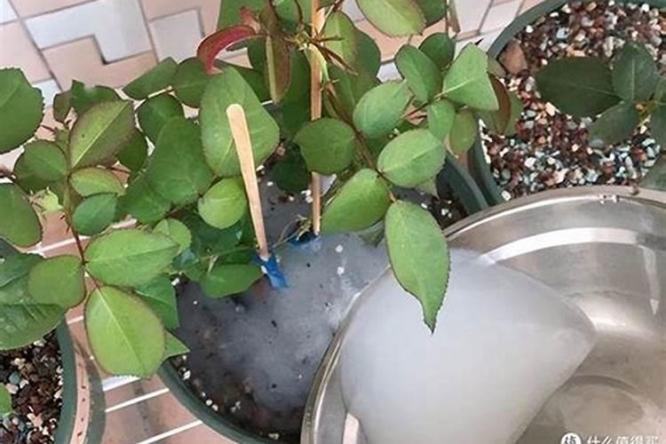 花要浇什么水？用雨水会不会好一点？