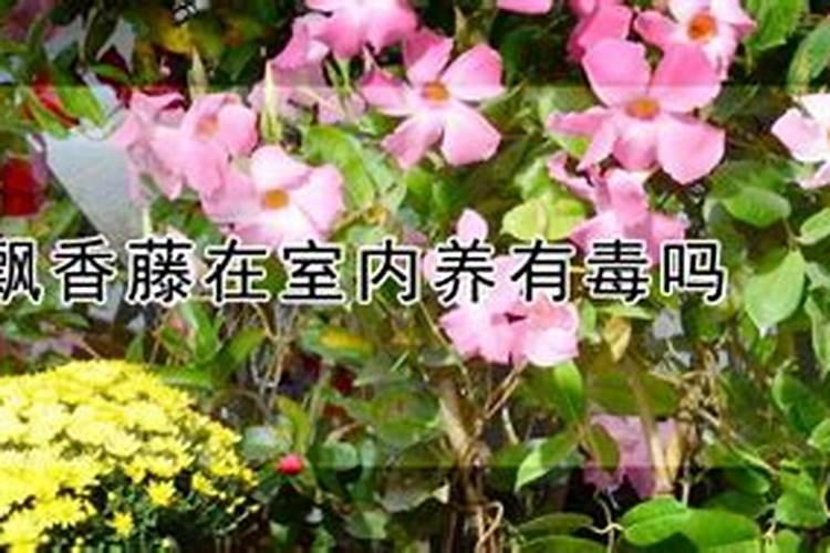 飘香藤用什么肥料,怎么施肥