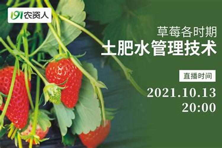 室内种出结果不断的草莓盆栽,怎么做到的？全靠这几点