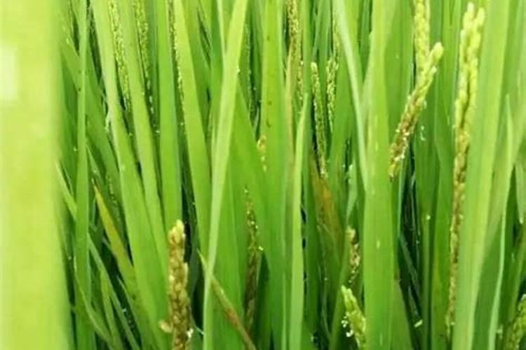 水稻抽穗前对养分的要求