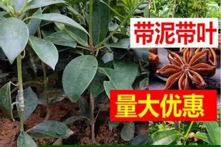 八角喷什么药可保花保果(八角保花保果用什么药)