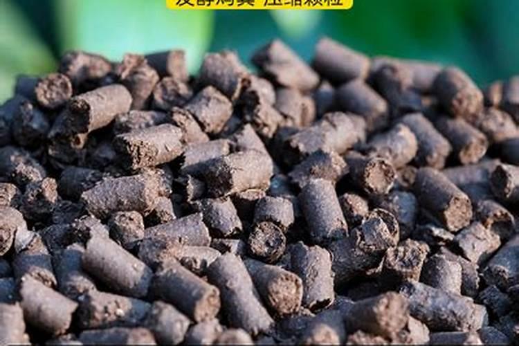 兰花施肥的正确方法和用什么肥