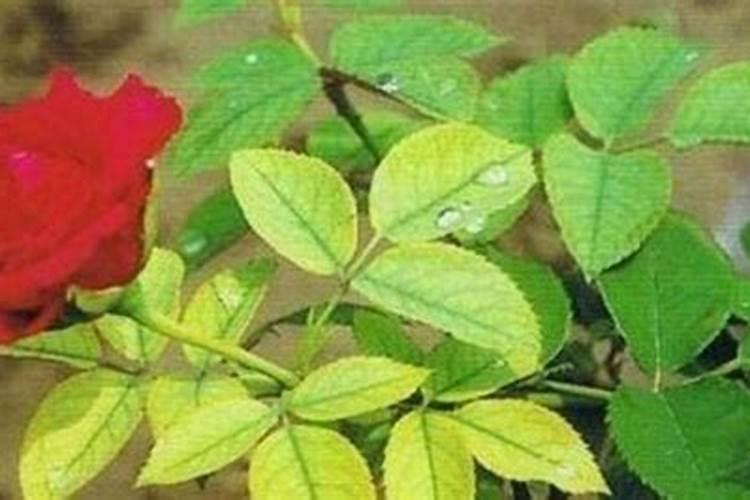 月季花谢后如何施肥