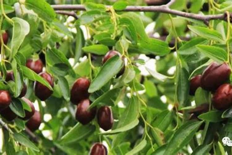 芋子发芽了怎么种