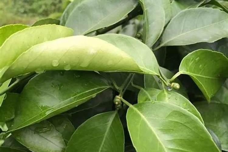 用磷酸二氢钾给红薯控旺是灌根好还是喷叶好？浓度是多少？
