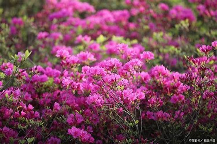 杜鹃花可以施有机肥料吗？