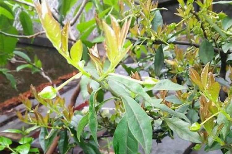 金弹子下山桩冬天怎样才能养活,在冬天可以栽活吗