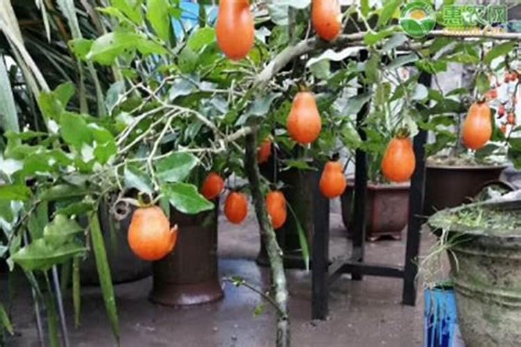 金弹子用什么肥料最好