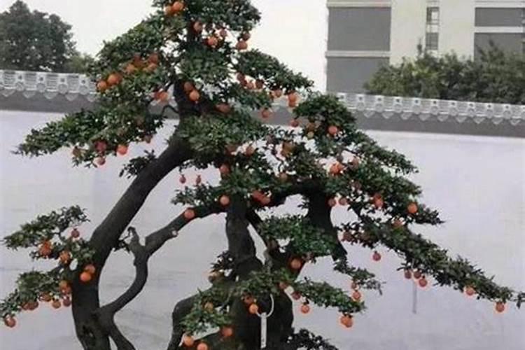 金弹子冬天怎么施肥