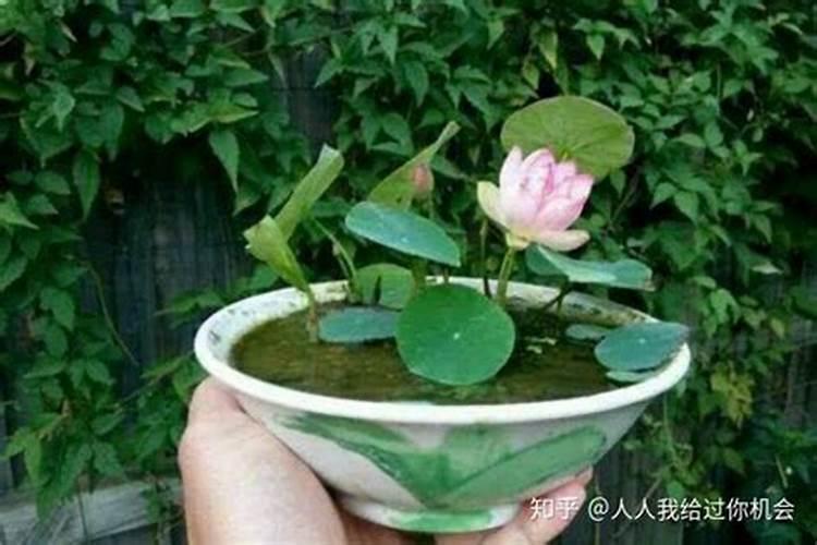 如何正确给碗莲施肥