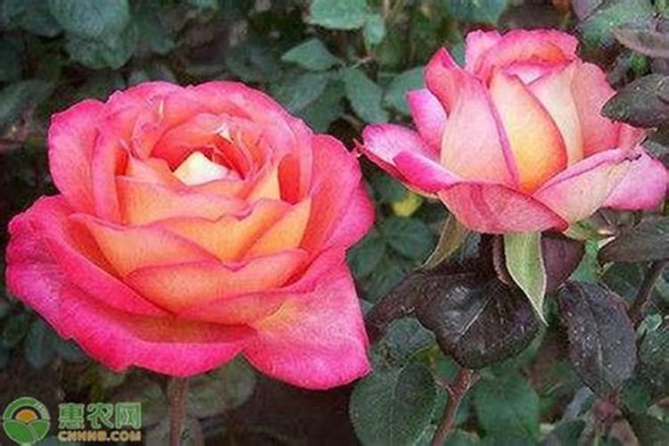 青松建化实施“去机关化” 吹响改革再出发集结号