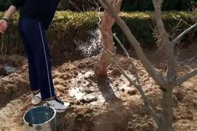 史丹利大豆50有机肥多少钱