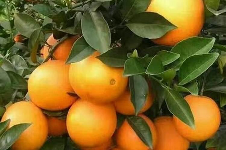 大白菜最适合用什么肥做追肥