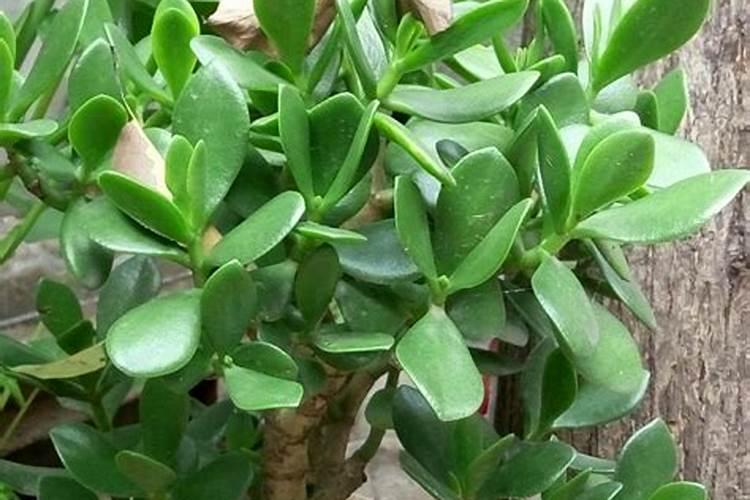 纤至美瘦身丸和玛卡酵素梅可一起用吗？