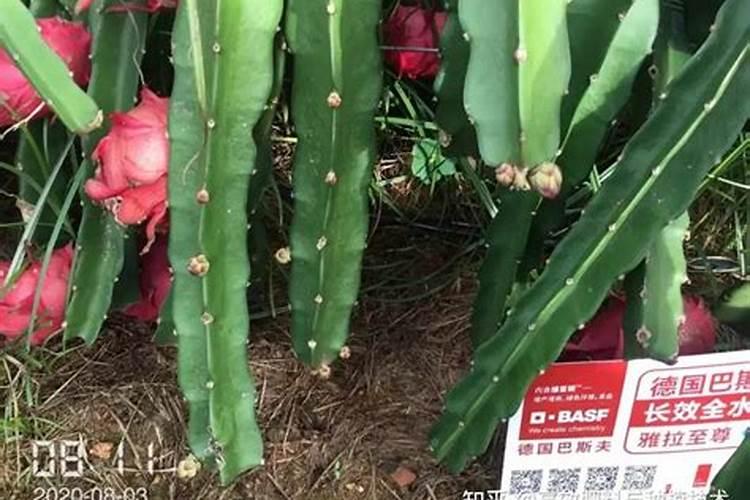 火龙果结果期间施什么肥 火龙果结果了要施肥吗