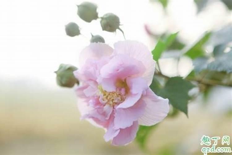 木本芙蓉花的养殖方法