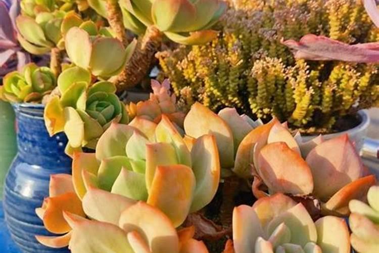 钾肥的有效施用应考虑哪些因素 施用钾肥时浇水的目的