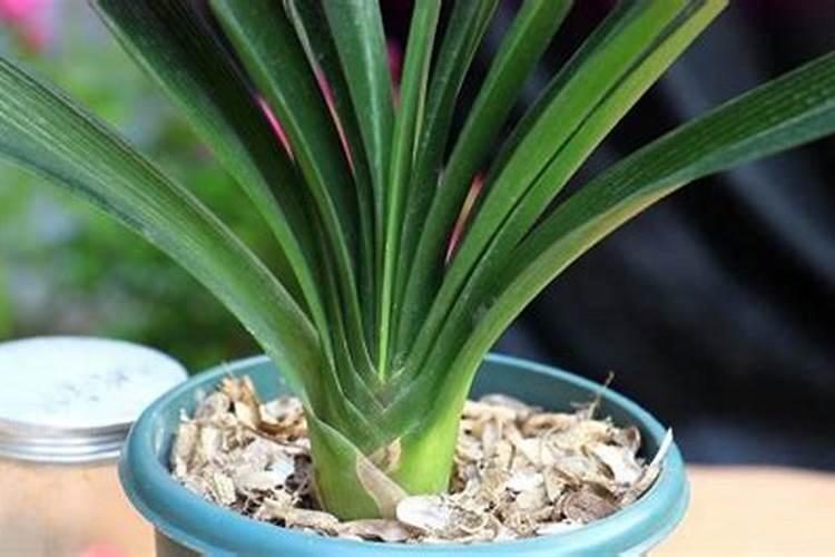 君子兰施肥方法,施什么肥能开花