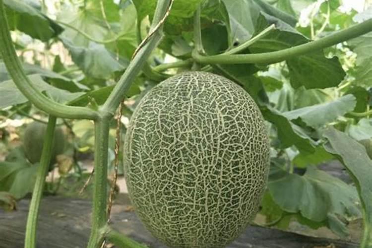 大棚哈密瓜的种植管理要点 哈密瓜水肥管理