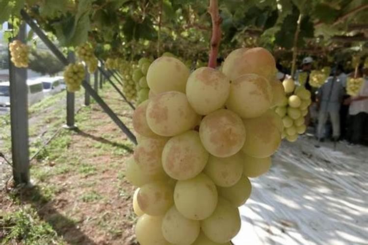 阳光玫瑰上的果锈到底是什么 怎么处理？