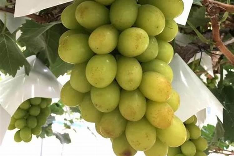 阳光玫瑰葡萄有什么缺点