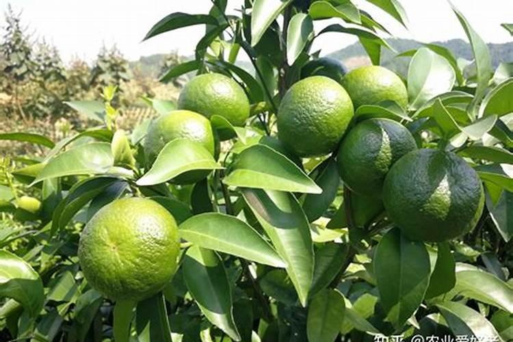 百香果什么时候施肥 种植百香果什么时间施肥最好