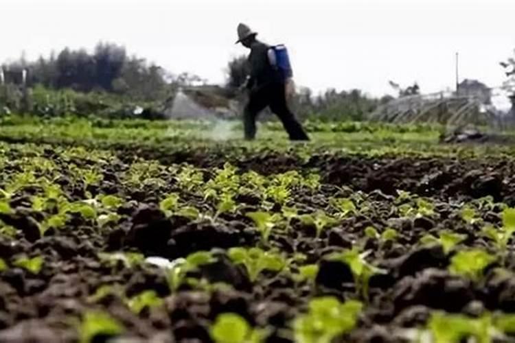 瓜果蔬菜喷叶面肥有什么好处(蔬菜叶面肥什么时候喷好)