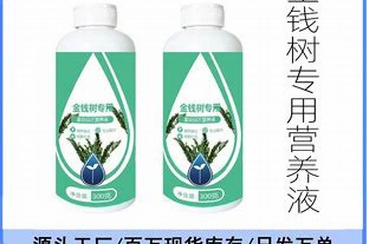 秋天兰花怎么养