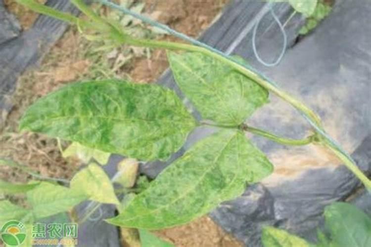 豇豆的养殖方法和注意事项