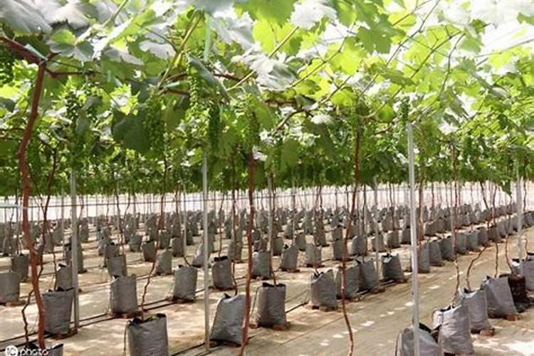 葡萄要施什么肥