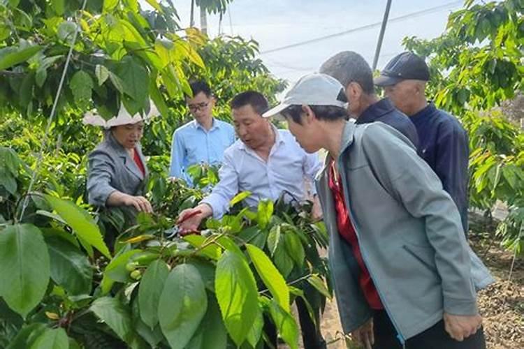 种植西瓜,主要步骤是什么？