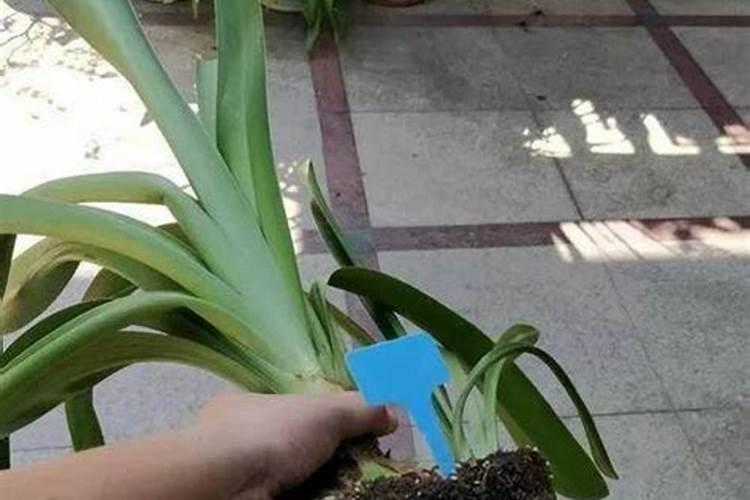 虾塘怎样消毒？