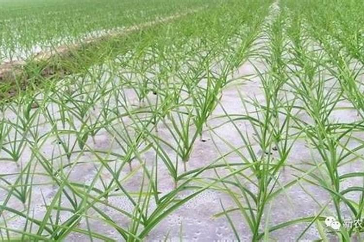 磷肥一亩地施多少