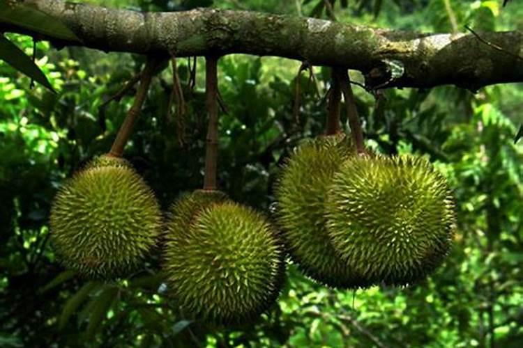 榴莲高产种植技术