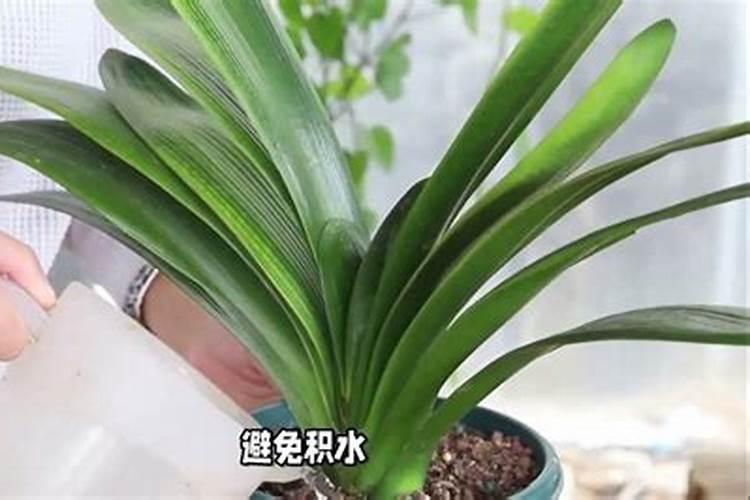 君子兰最喜欢什么肥料