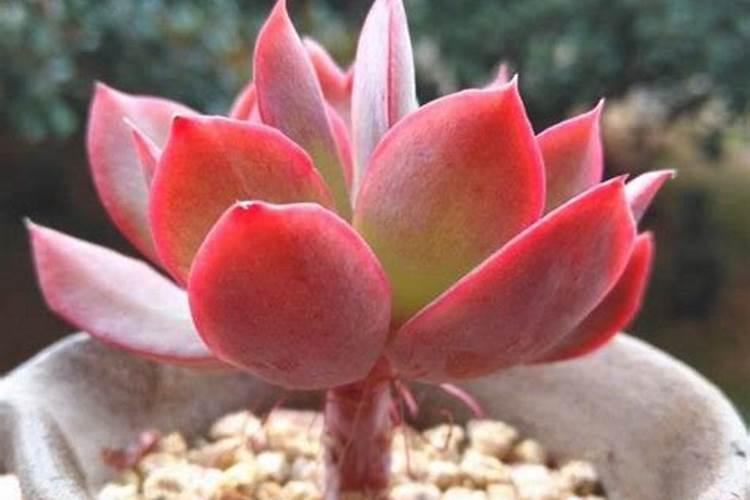 如何把多肉植物养“肥”呢？