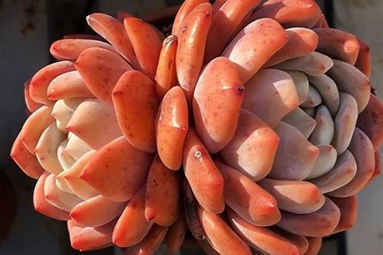 让多肉叶片肥厚施什么肥？