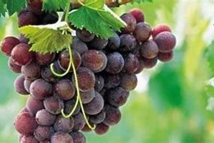 葡萄树什么时候施肥好