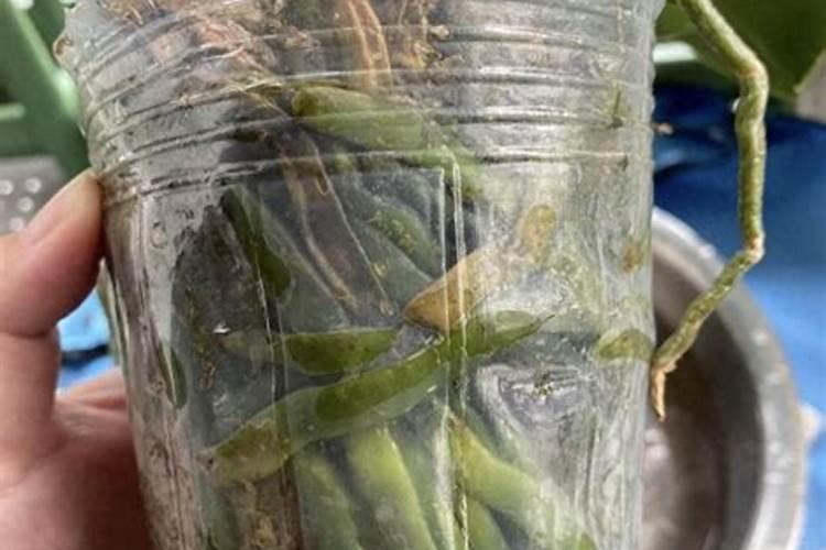 蝴蝶兰怎么养会生根,猛开花？养在水苔里的,可以用土壤活化剂兑水浇...