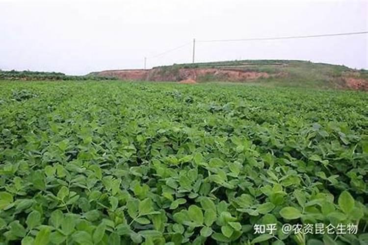 花生开花期要施什么肥