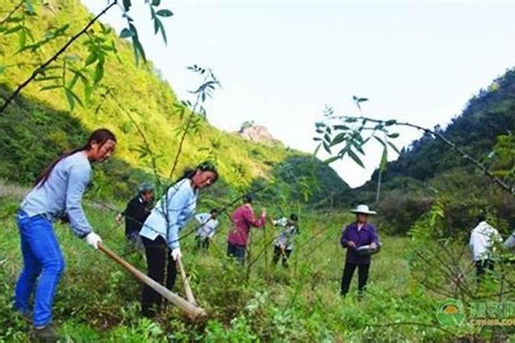 花椒幼树怎样施肥