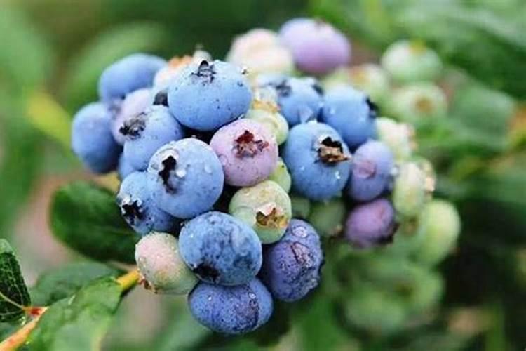 怎么给蓝莓施肥