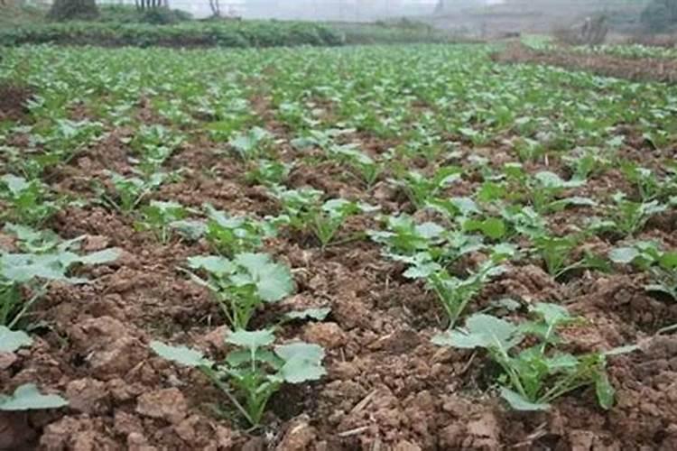 山药用腐殖酸水溶肥做底肥怎么样？底肥什么时候用效果最好？