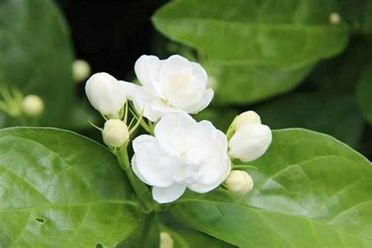 一亩茉莉花用多少斤水溶肥施藻