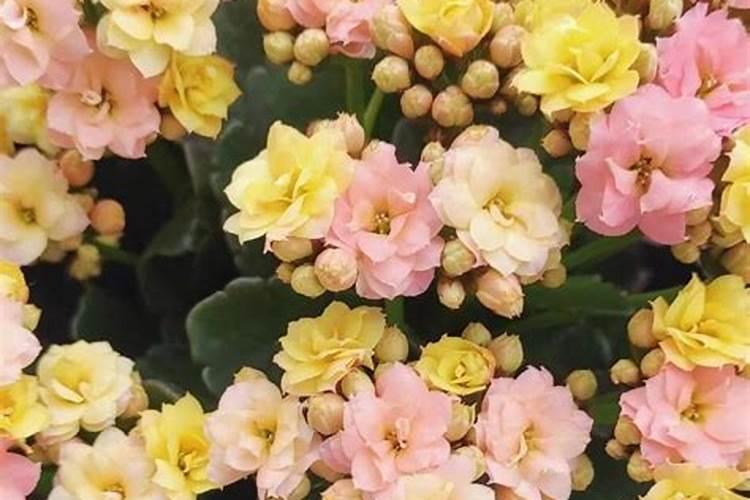 太阳花夏季高温能施肥吗