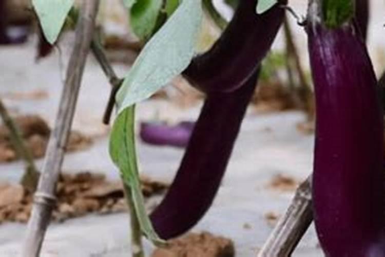 甘蔗打920的害处