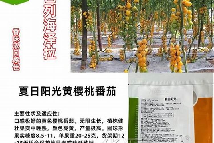 以色列海法水溶肥