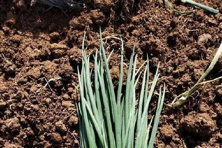 请教各位,长寿花有花蕾了,还可以浇磷酸二氢钾吗