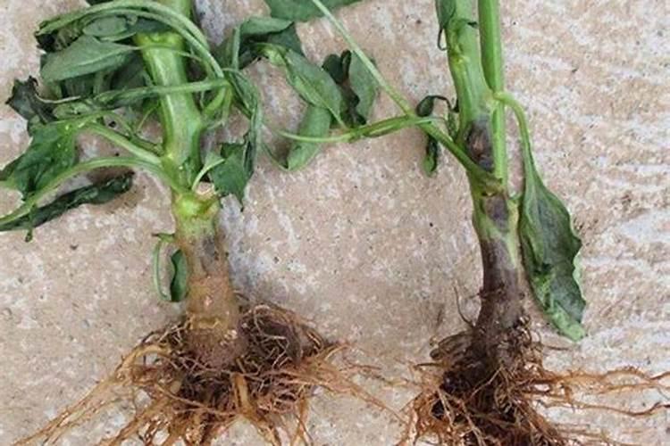 川椒种业:干制辣椒生产中氮肥施用的重要性