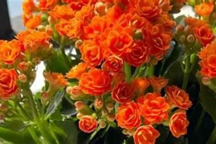 长寿花10月施什么肥